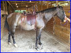 Amish Plantation Gaited Saddle Field Trial Endurance Trail, Wide Tree, 22 lb